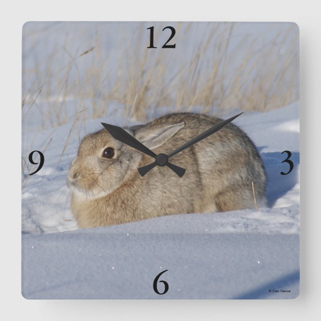 R5 Cottontail Kaninchen im Schnee Quadratische Wanduhr (Vorderseite)