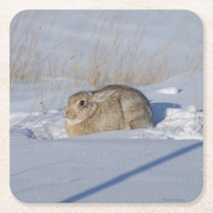 R5 Cottontail Kaninchen Rechteckiger Pappuntersetzer