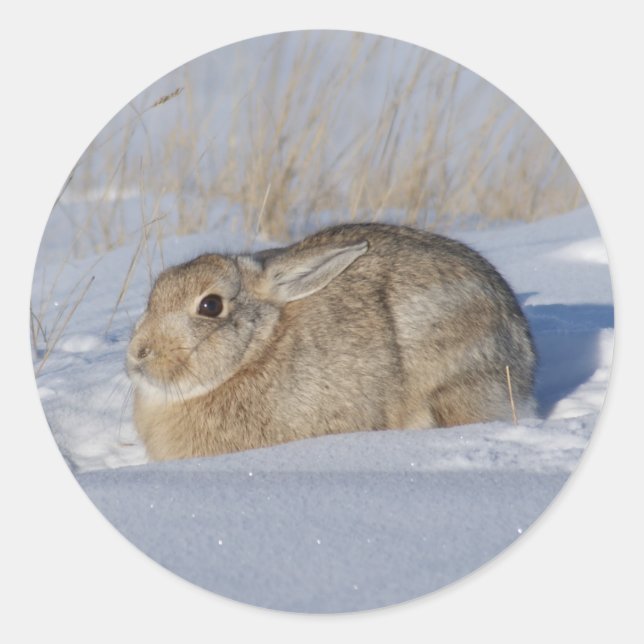 R5 Cottontail Rabbit Runder Aufkleber (Vorderseite)