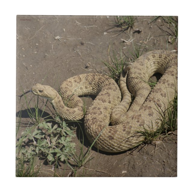 R6 Prairie Rattlesnake Fliese (Vorderseite)