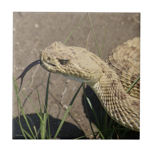 R8 Prairie Rattlesnake Head Shot Fliese (Vorderseite)