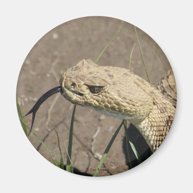 R8 Prairie Rattlesnake Head Shot Magnet (Vorne)