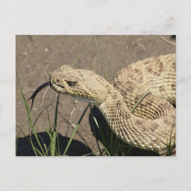 R8 Prairie Rattlesnake Head Shot Postkarte (Vorderseite)