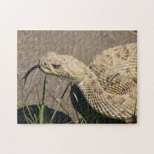 R8 Prairie Rattlesnake Head Shot Puzzle (Horizontal)