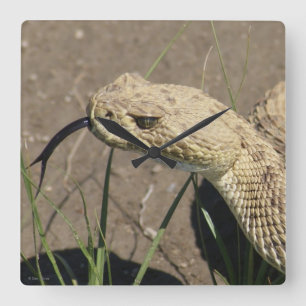 R8 Prairie Rattlesnake Head Shot Quadratische Wanduhr