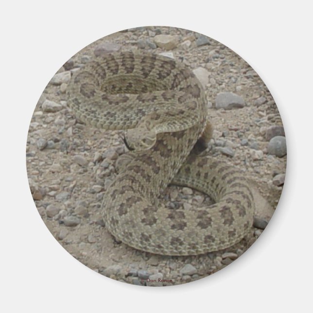 R9 Prairie Rattlesnake Coiled Magnet (Vorne)