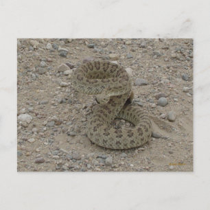 R9 Prairie Rattlesnake Coiled Postkarte