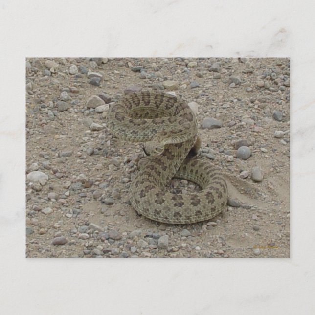 R9 Prairie Rattlesnake Coiled Postkarte (Vorderseite)
