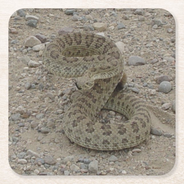 R9 Prairie Rattlesnake Rechteckiger Pappuntersetzer (Vorderseite)