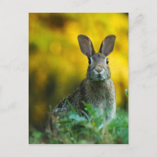 Rabbit Bunny Wildlife Forest Postkarte