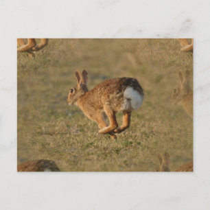 Rabbit Hopping Postcard Postkarte