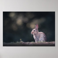 Rabbit Natur Foto