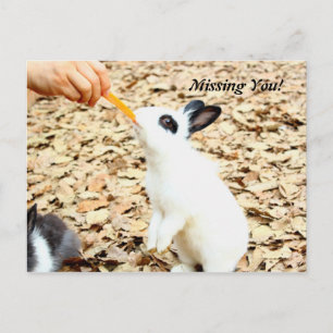 Rabbit Postcard Postkarte