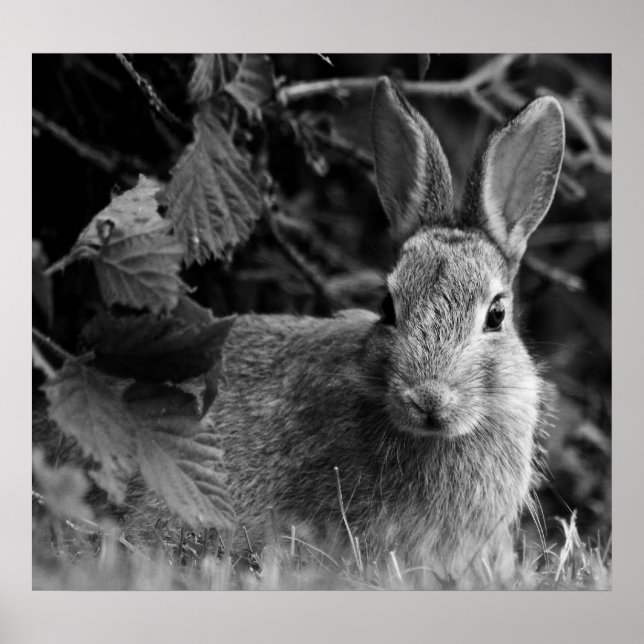 RabbitMono Poster (Vorne)