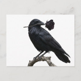 Rabe Postkarte