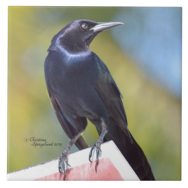 Raben-Krähen-Amsel-Vogel-Fliese Fliese (Vorderseite)