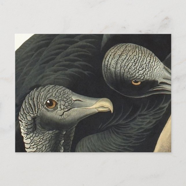Raben- oder Truthahngeier, John James Audubon Postkarte (Vorderseite)