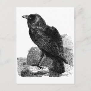 Raben-Postkarte Postkarte