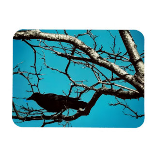 Rabenkrähe Schwarzer Vogel Silberbaum Blauer Himme Magnet
