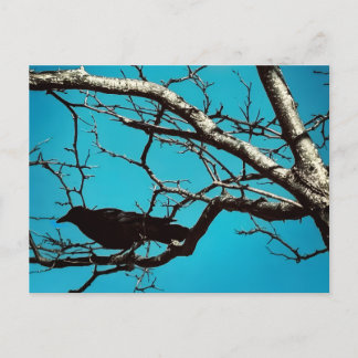 Rabenkrähe Schwarzer Vogel Silberbaum Blauer Himme Postkarte