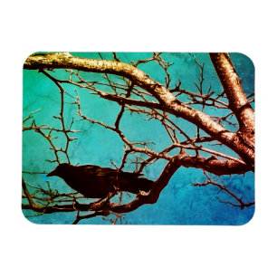 Rabenkrähe Schwarzer Vogel Silberbaum Foto Magnet