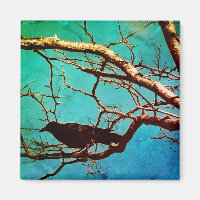 Rabenkrähe Schwarzer Vogel Silberbaum Foto