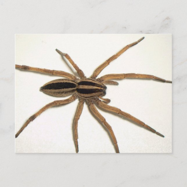 Rabider Wolf Spider Postcard. Postkarte (Vorderseite)