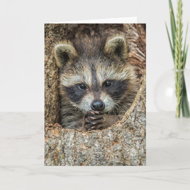 Raccon Nestled Inside a Tremola Karte (Vorderseite)