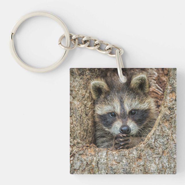 Raccon Nestled Inside a Tremola Schlüsselanhänger (Vorderseite)