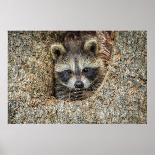 Raccon Nestled Inside a Tremollow Poster