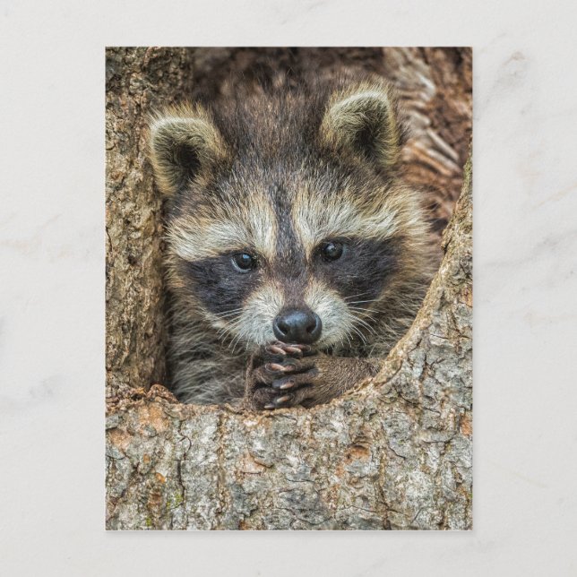 Raccon Nestled Inside a Tremollow Postkarte (Vorderseite)