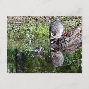 Raccon Reflection Postkarte