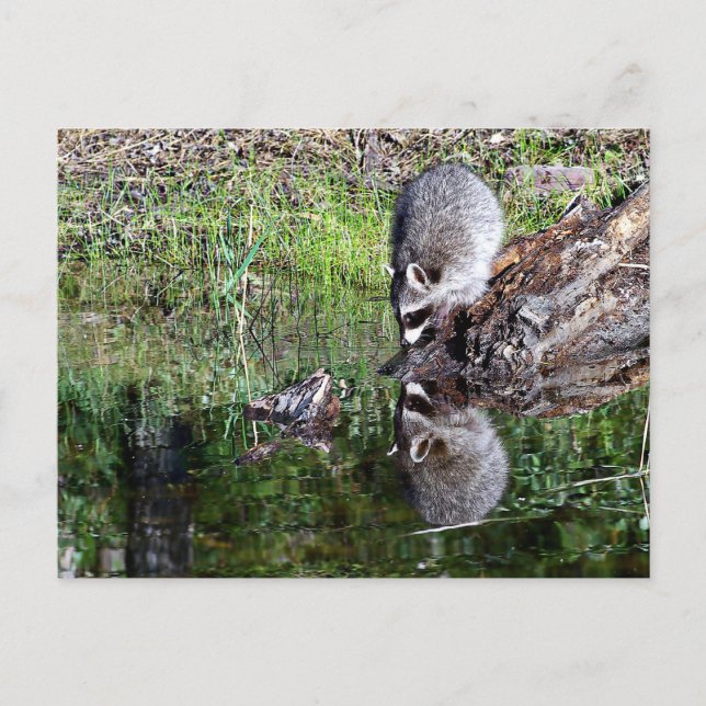 Raccon Reflection Postkarte (Vorderseite)