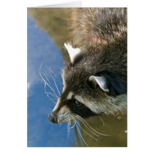 Raccoon