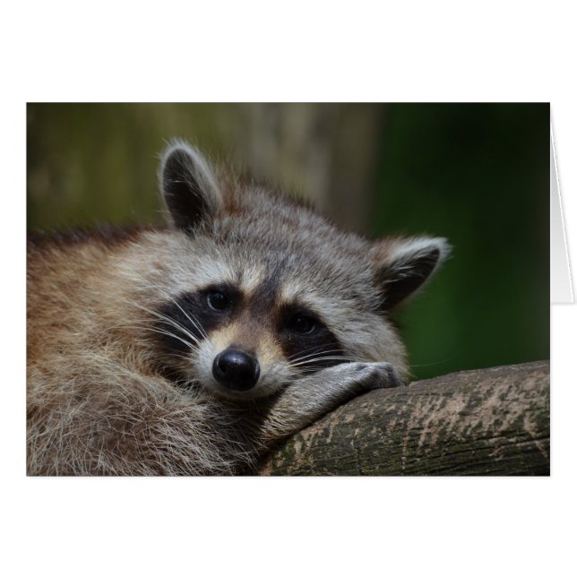 Raccoon (Vorderseite (Horizontal))