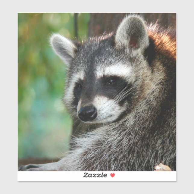Raccoon 001 aufkleber (Blatt)
