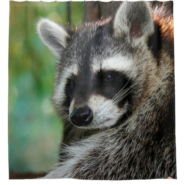 Raccoon 001 duschvorhang (Vorderseite)
