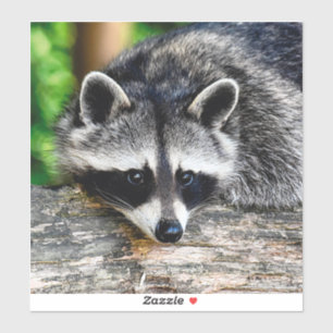Raccoon 003 aufkleber