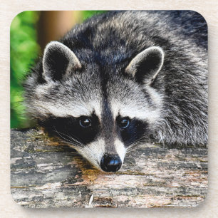 Raccoon 003 getränkeuntersetzer