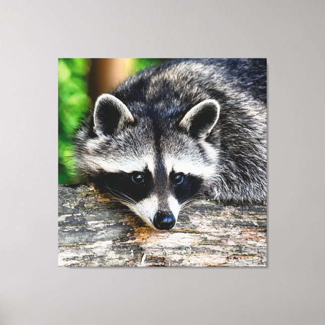 Raccoon 003 leinwanddruck (Vorderseite)