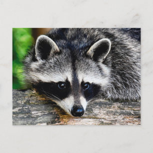 Raccoon 003 postkarte
