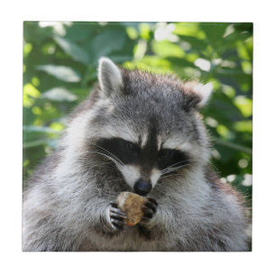 Raccoon 004 fliese