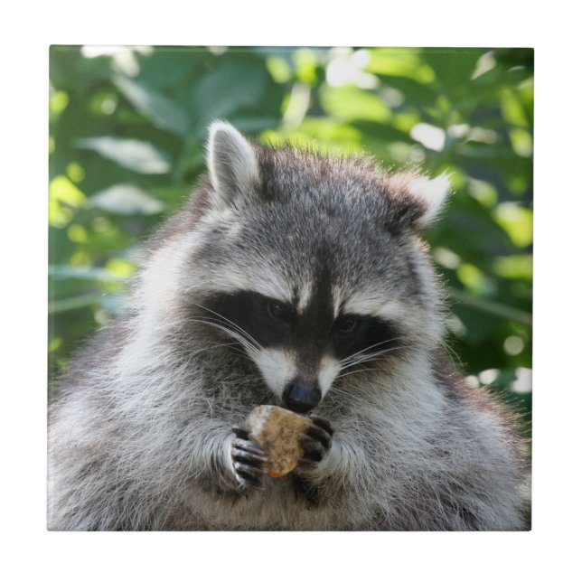 Raccoon 004 fliese (Vorderseite)