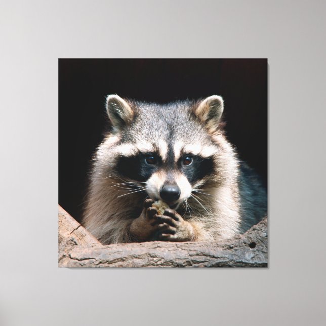 Raccoon 004 leinwanddruck (Vorderseite)