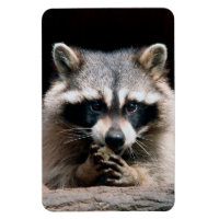 Raccoon 004