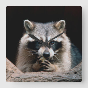 Raccoon 004 quadratische wanduhr