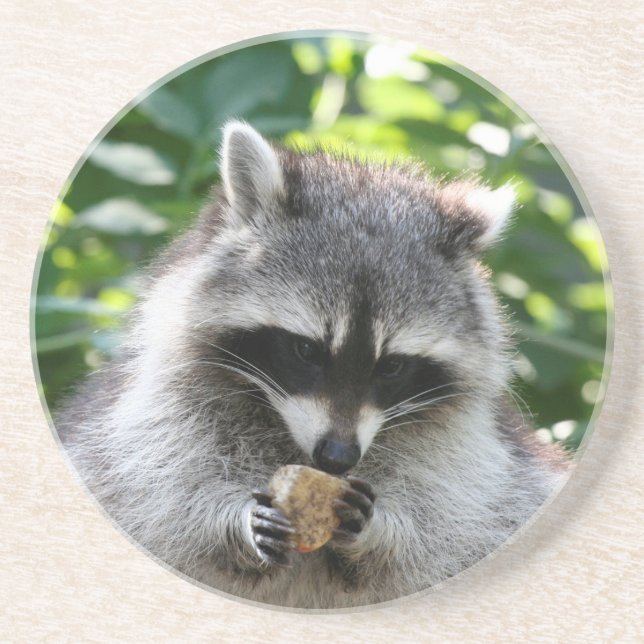 Raccoon 004 sandstein untersetzer (Vorne)