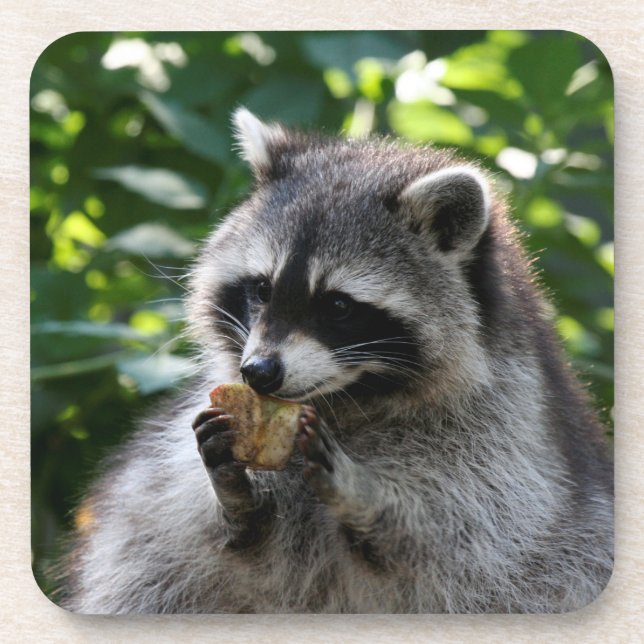 Raccoon_2015_0116 Untersetzer (Vorderseite)