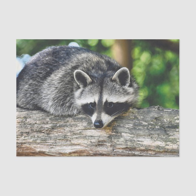 Raccoon-2-Gewebepapier Seidenpapier (Vorderseite)