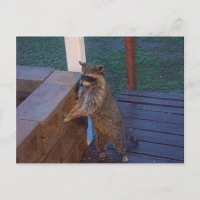 Raccoon auf der Rückseite Stehend Postkarte (Vorderseite)
